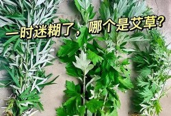 艾叶视频,探寻传统艾草的神奇功效与养生之道
