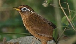 画眉鸟叫声视频,自然之美尽收眼底