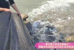 放生视频,人与自然和谐共生的美好瞬间