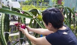 蛟龙果是什么水果,揭秘神秘水果的传奇魅力