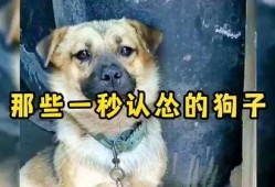 狗狗视频大全搞笑视频