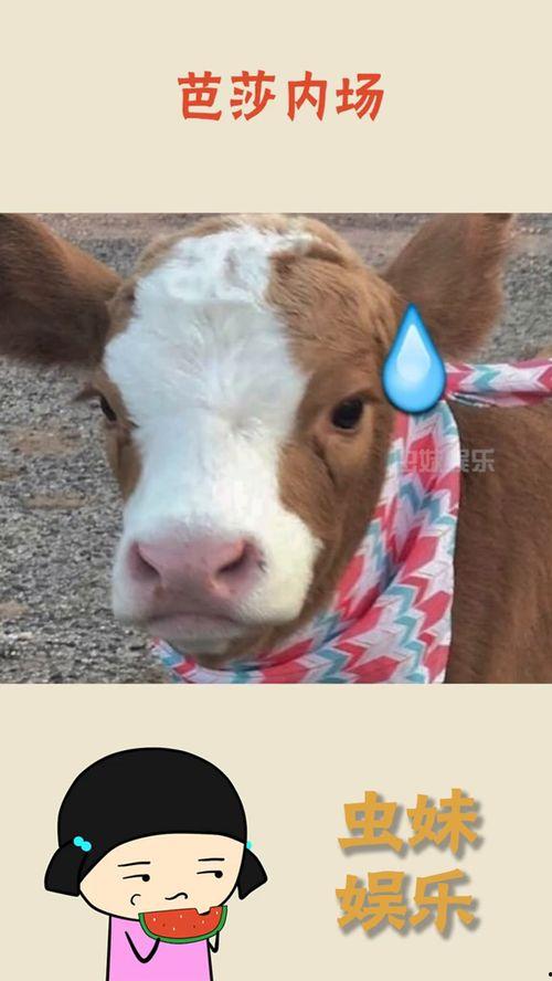 娱乐吃瓜君抖音